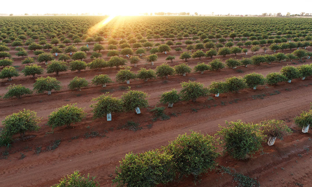 Sustainability at The Jojoba Company, How We Protect Our Soil